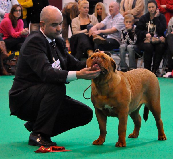 Indy crufts 2011 1st puppy female.jpg